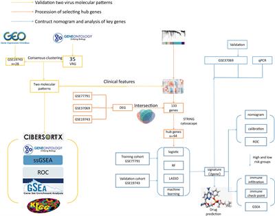 Machine learning links different gene patterns of viral infection to immunosuppression and immune-related biomarkers in severe burns